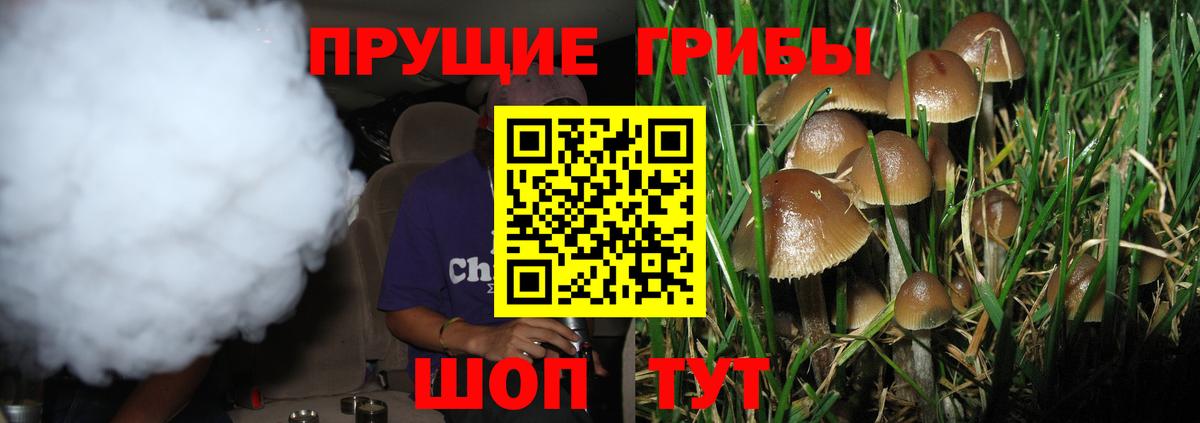 Псилоцибиновые грибы Psilocybine cubensis  Вход с VPN  Новосибирск  Псилоцибиновые грибы Cubensis 